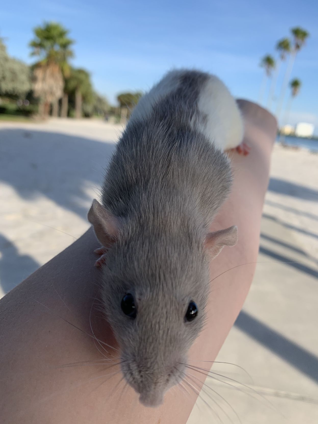 Pet of the Issue: Baby the rat